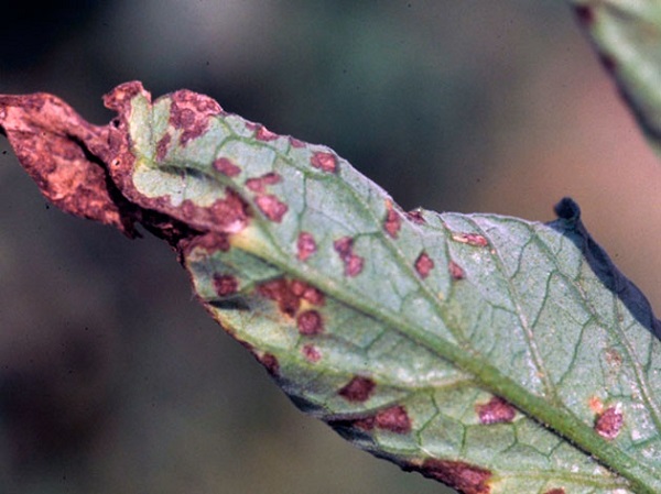 Кафява маслинова точка