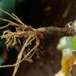 Черният крак