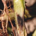 Черният крак