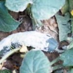 Sclerotinia beyaz çürüme gitmek