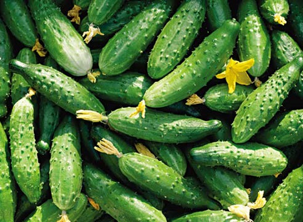  How to increase the yield of cucumbers?