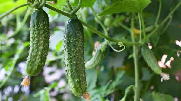  Causes of bitterness in cucumbers