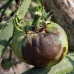 Ύστερη μάστιγα