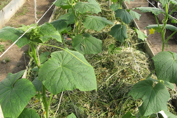 Es ist wichtig, eine konstante Temperatur aufrecht zu erhalten. Belüftung ist erforderlich.