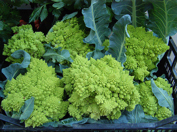 Growing cabbage Romanesko in the 1st century BC Etruscans, and then, in our era, the peasants of Tuscany