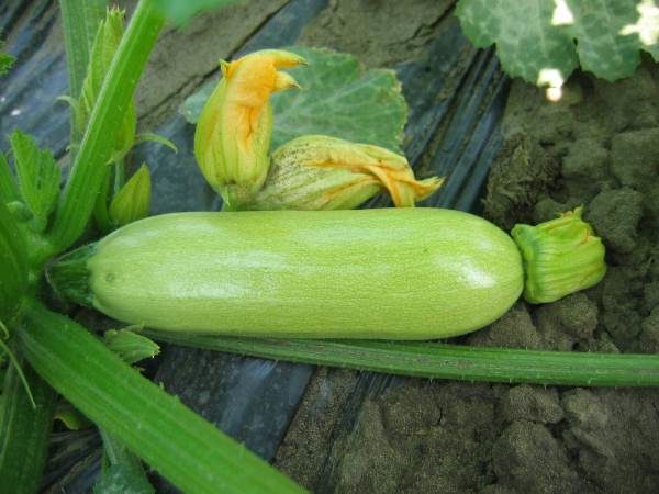 Squash Cavili