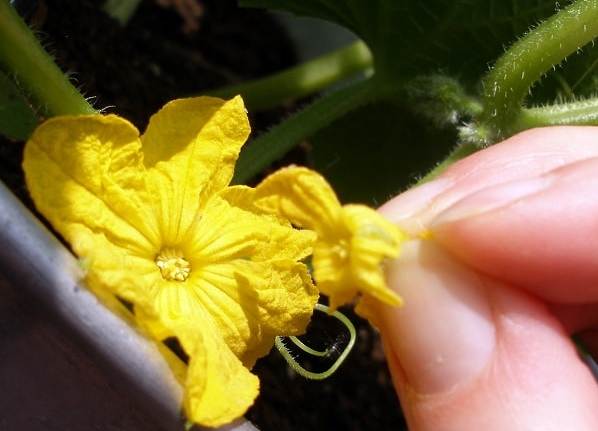 How to pollinate cucumbers