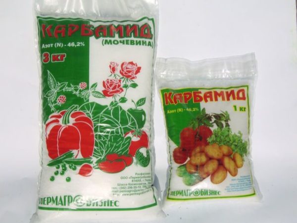Urea - a mineral fertilizer used for feeding zucchini