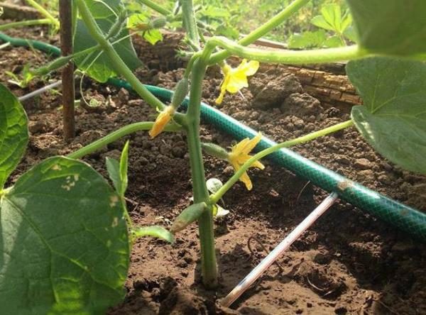 Concombre d'irrigation goutte à goutte