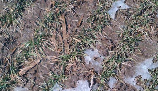  The vagaries of spring weather