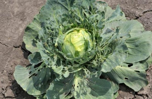 Pest damaged cabbage