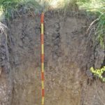 Carbonato de solo negro