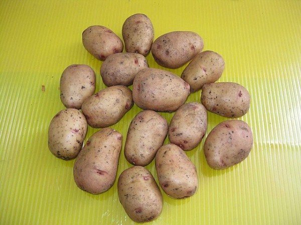 Pomme de terre Aurora