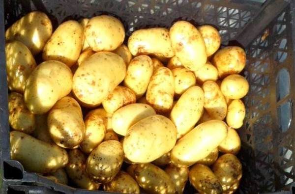 Pommes De Terre Latona