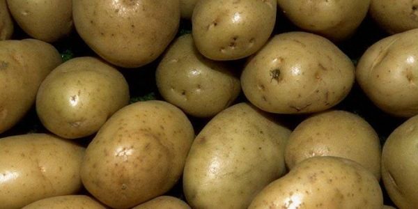 Pomme de terre Pouchkine