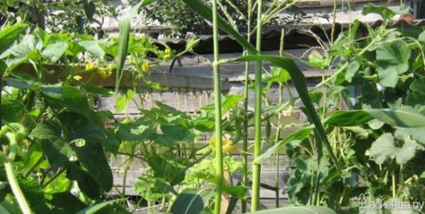 When the corn grew, cucumbers began to cling to it.