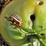 Κολοράντο σκαθάρι