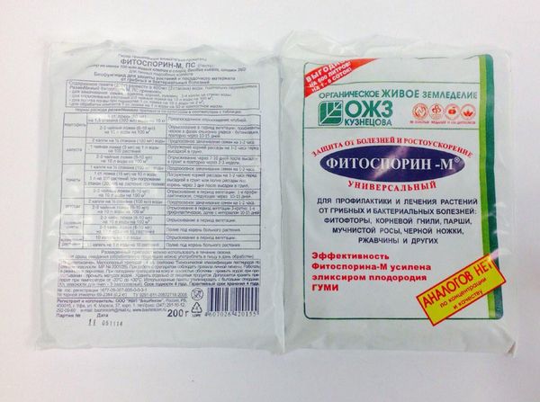 Hastalıklar için önleyici bir önlem olarak, fitozporin ile tedavi