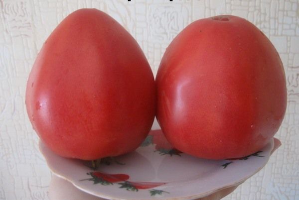 Bir derecenin meyvelerinin ağırlığı 300 ila 1000 gram arasında değişmektedir.