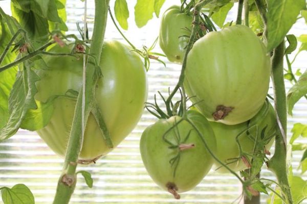 Yüksek verim ve iddiasızlık - Koenigsberg avantajları