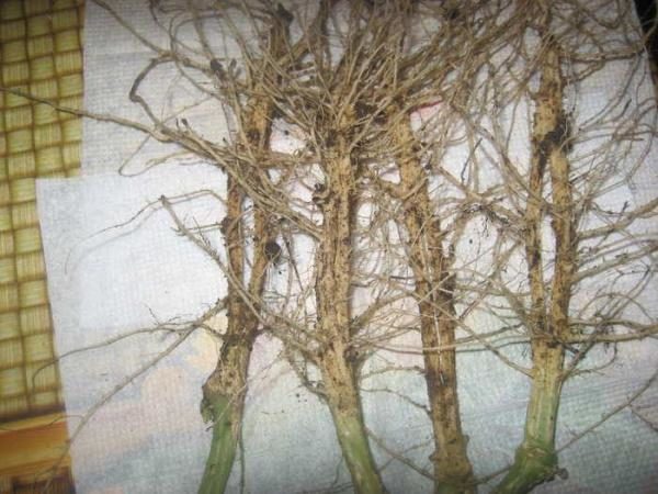 Кореновата система на краставиците е представена от силно развит основен ствол с странични корени от първи ред, които се простират от него.