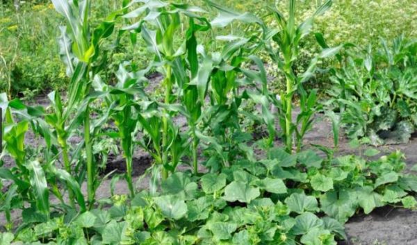 Roots at different depths do not interfere with each other