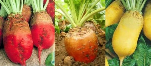 Фуражно цвекло