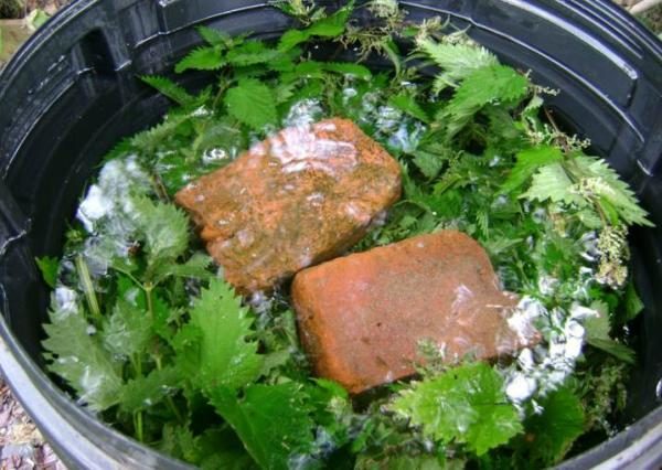 Έλαιο τσουκνίδας