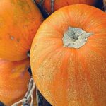 Variétés de citrouilles arbustives