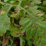 Les feuilles de tomate sont affectées par la tache brune.