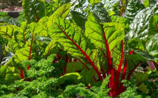  Chard leaf beet