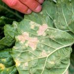 Пухкава плесен