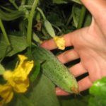 Момчето с пръст F1