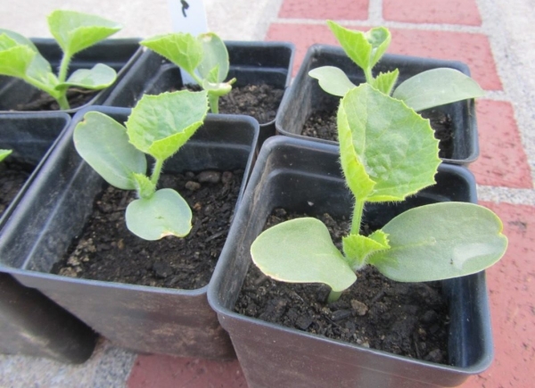 Nelle medie e settentrionali latitudini del paese, è preferibile utilizzare il metodo di atterraggio del trapianto