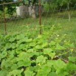 Наклонени пергола