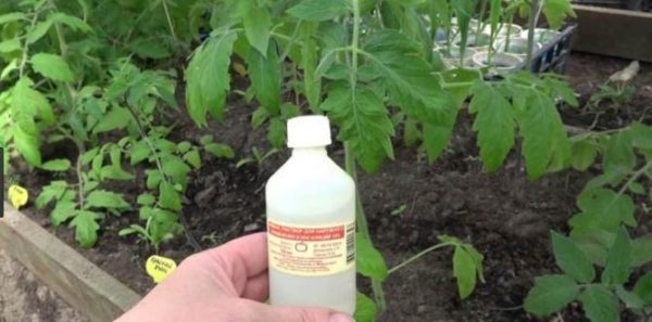 Ammonia for tomatoes
