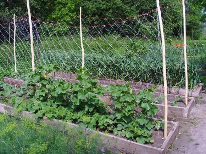 Краставица