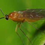 Salatalık sivrisinek