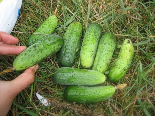 Concombre paris, cornichon