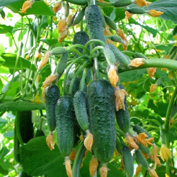 Concombre magnifique