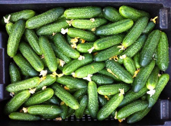 Salatalık Shorty F1