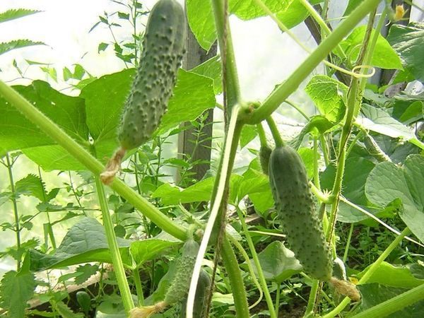 Courage de concombres