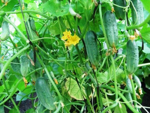 Salatalık Karınca F1