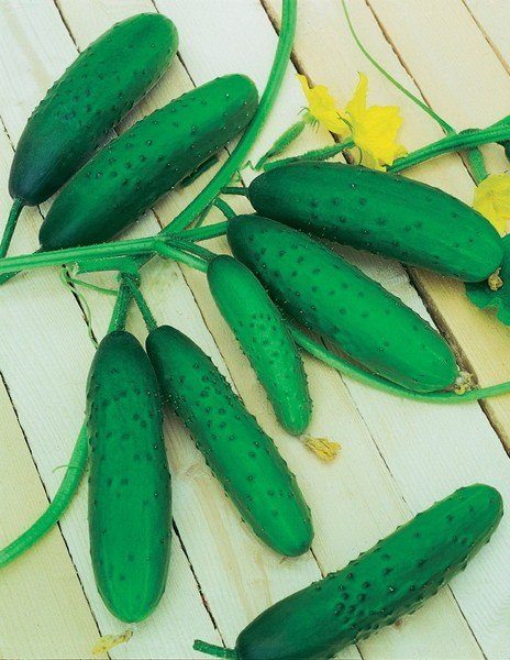 Concombres près de Moscou le soir