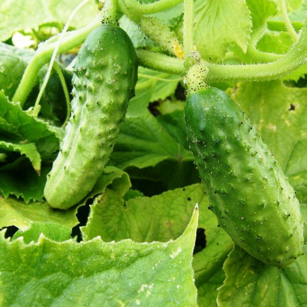 Salatalık çeşitliliği Kustovoy