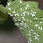 Serra Whitefly