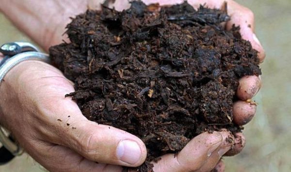 Οργανικά κοπριά αγελάδων λιπασμάτων