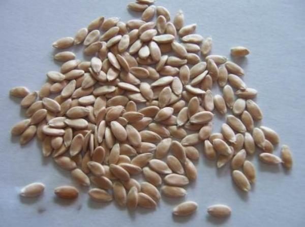 Calibrated Cucumber Seeds