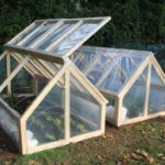 فراشة الدفيئة