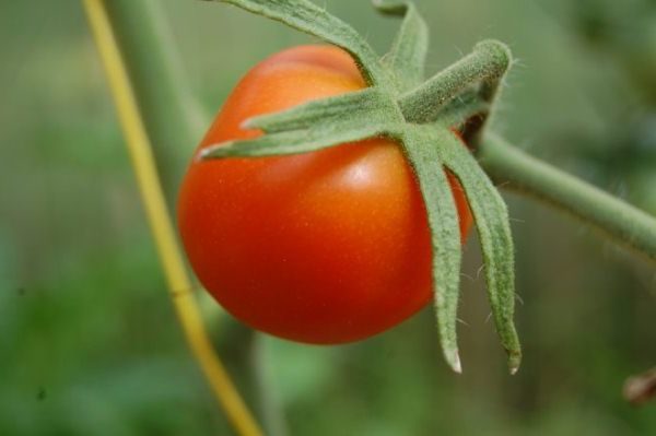 Pour obtenir une bonne récolte, les arbustes de tomates Lazyka doivent être un beau-fils